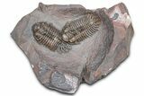 Two Beautiful Crotalocephalus Trilobites - Jorf, Morocco #362845-1